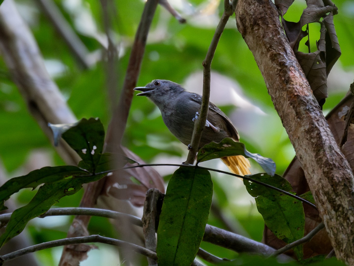 Rufous-tailed Stipplethroat