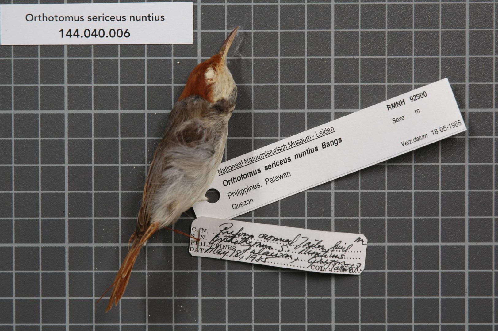 Rufous-tailed tailorbird