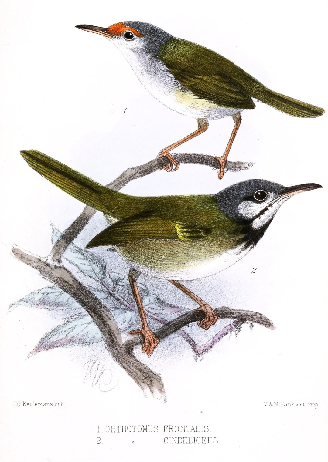 Rufous-tailed tailorbird