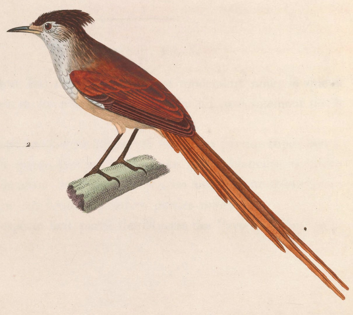 Rufous-tailed Thornbill