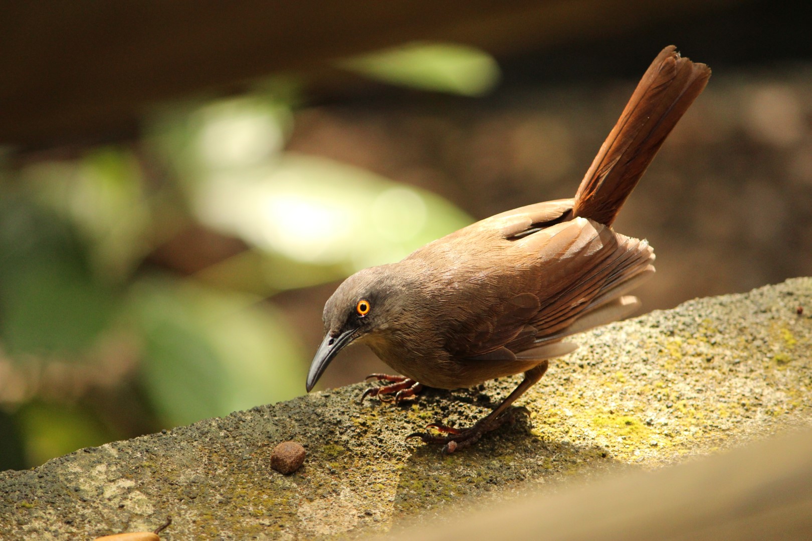Rufous-tailed Thrush