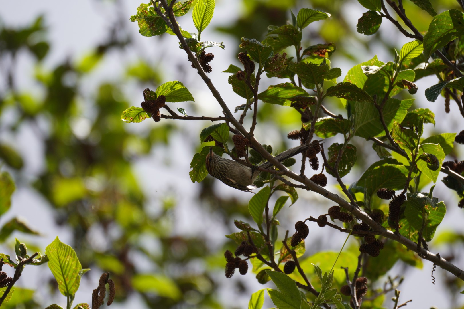 Rufous-tailed Tit-Spinetail