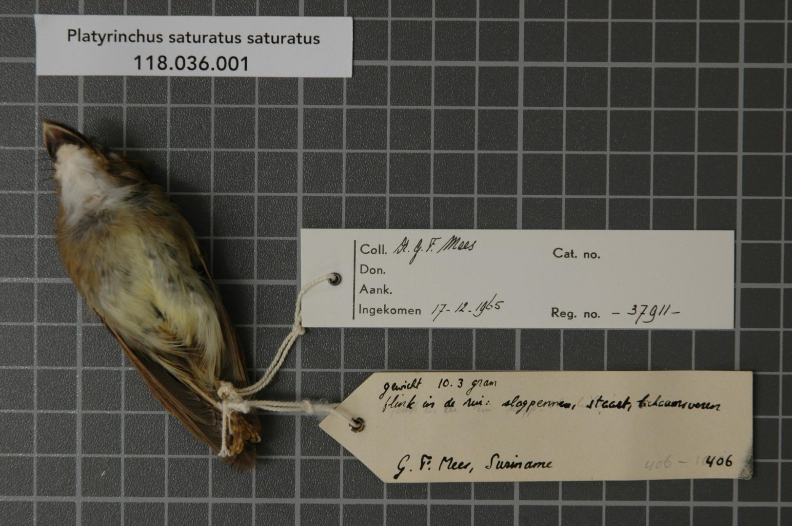 Rufous-tailed Tyrant