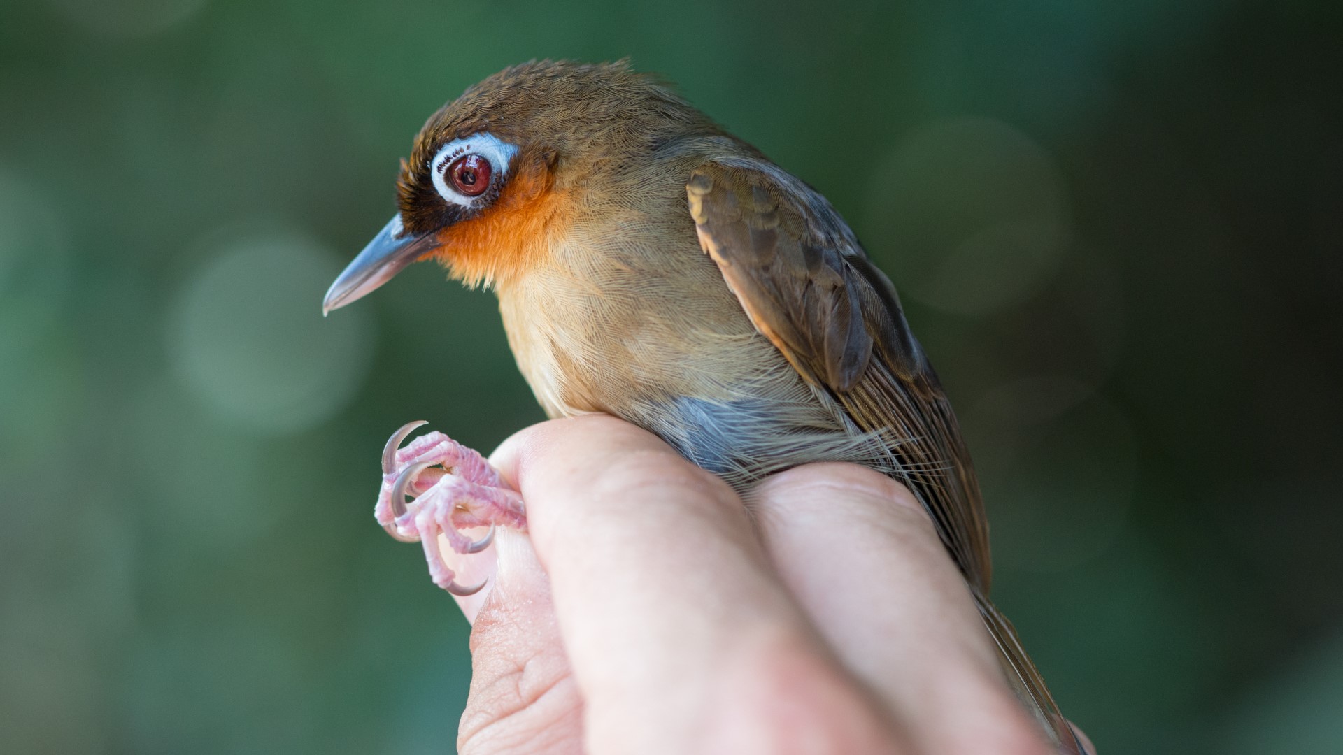 Rufous-throated Antbird