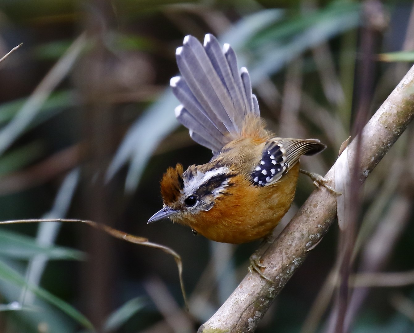 Rufous-throated Antbird