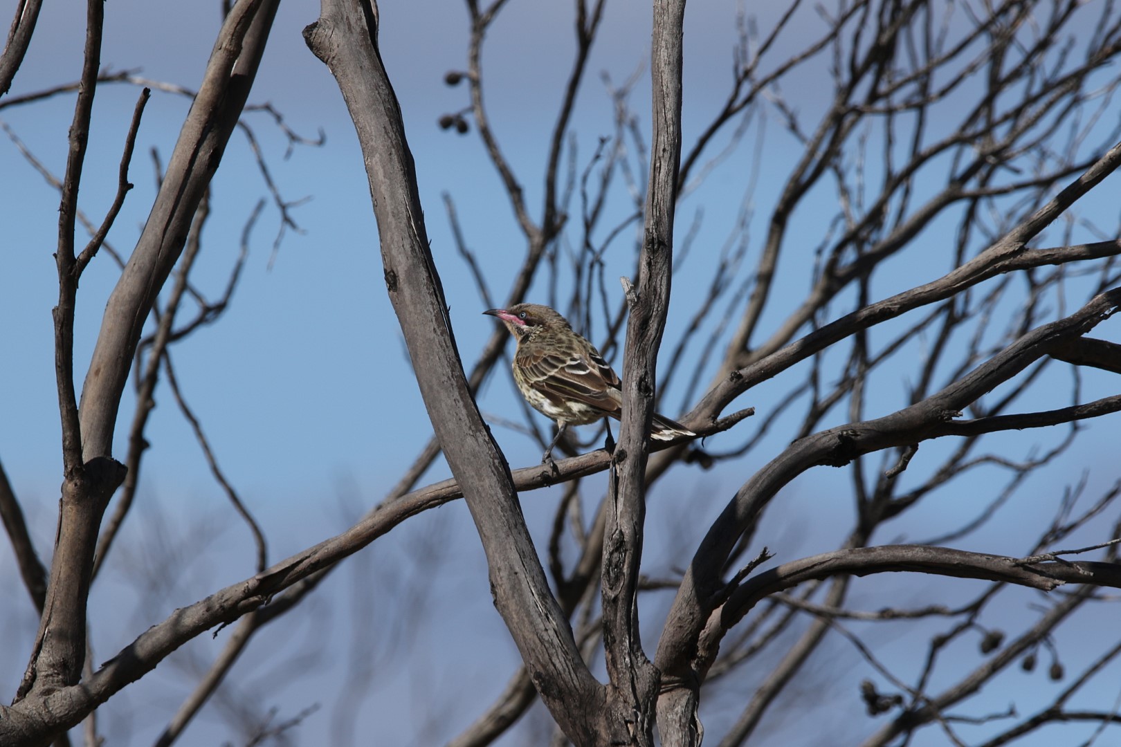 Rufous-throated Antbird