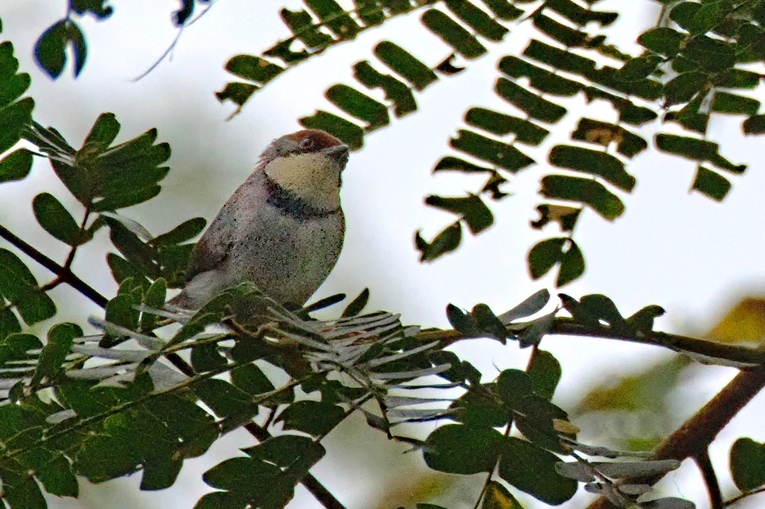 Rufous-throated Apalis