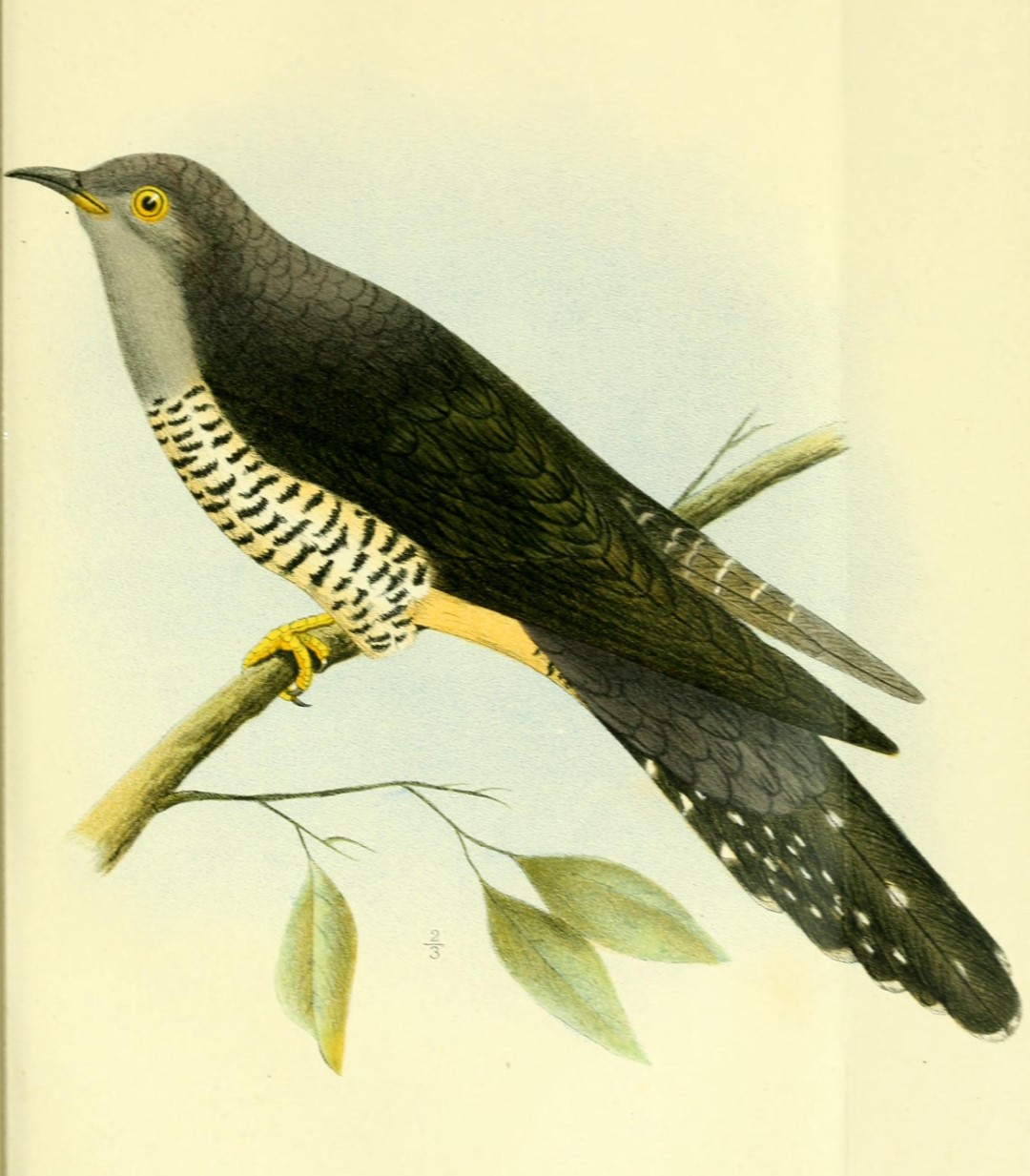 Rufous-throated cuckoo