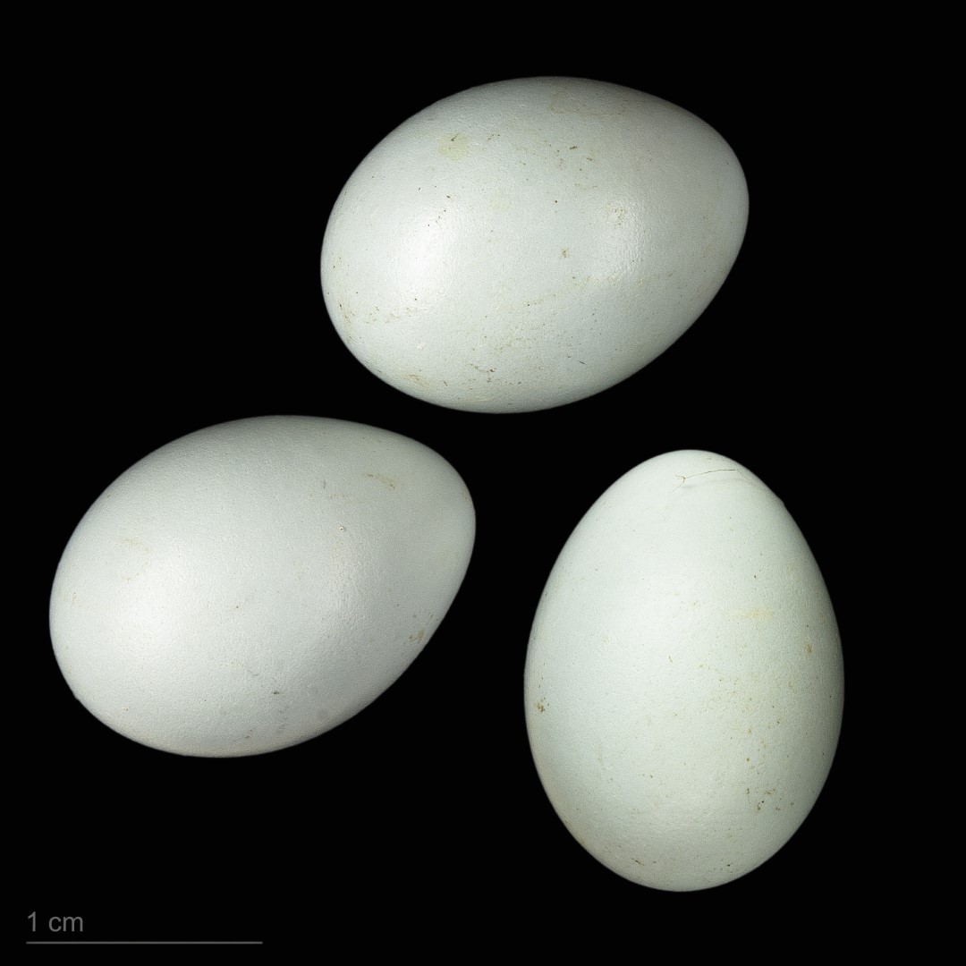 Rufous-throated Flycatcher