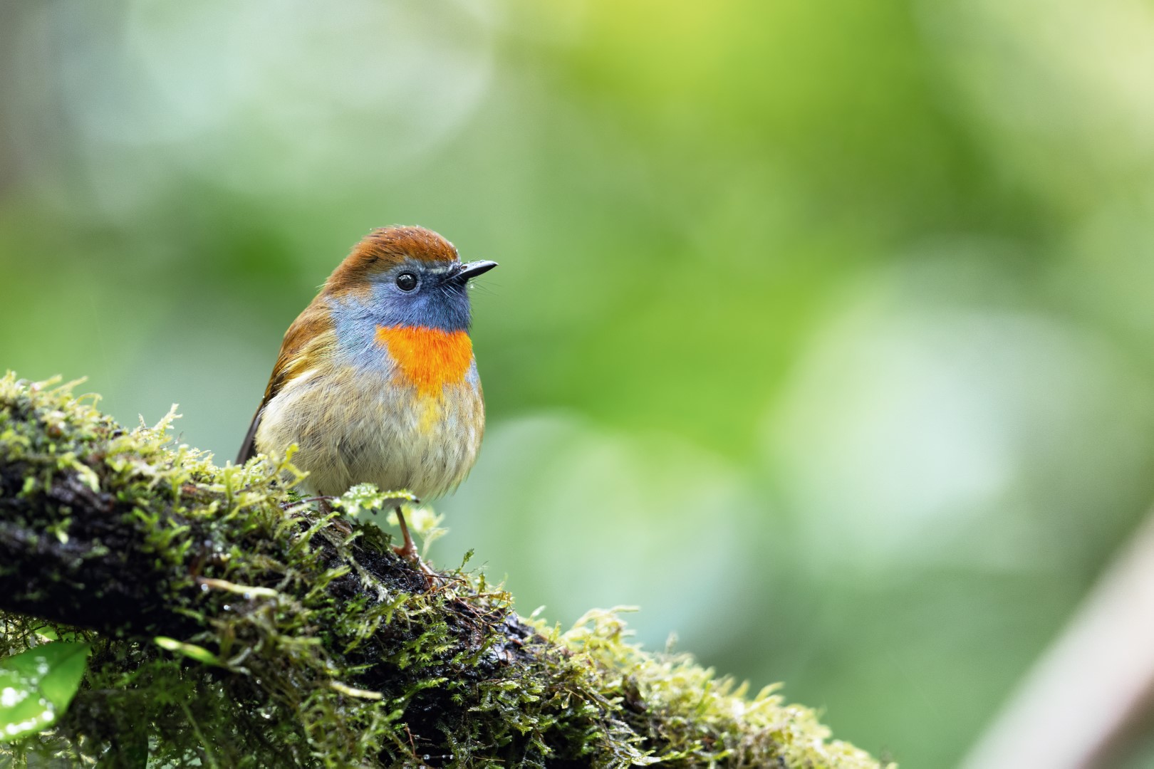 Rufous-throated Flycatcher