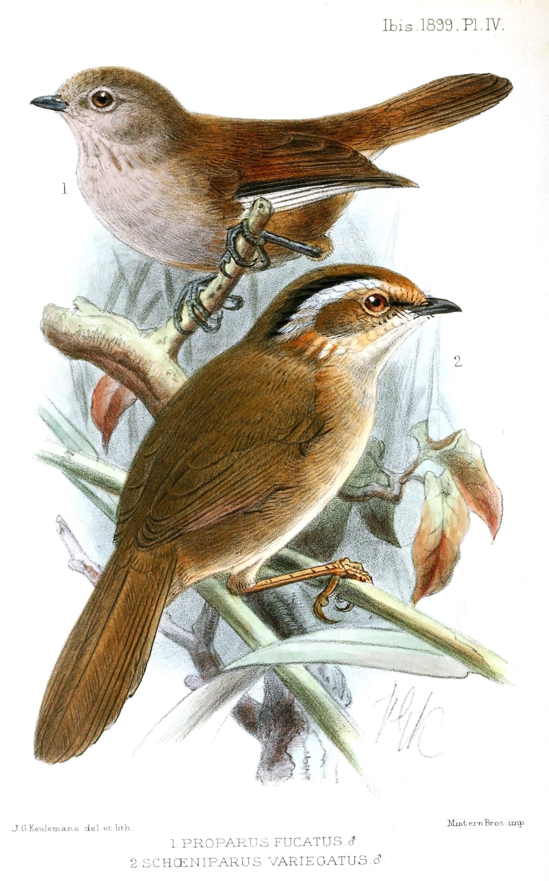Rufous-throated Fulvetta