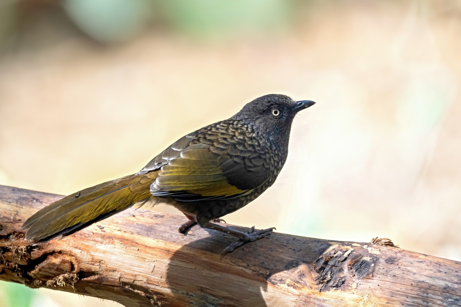 Rufous-throated Fulvetta