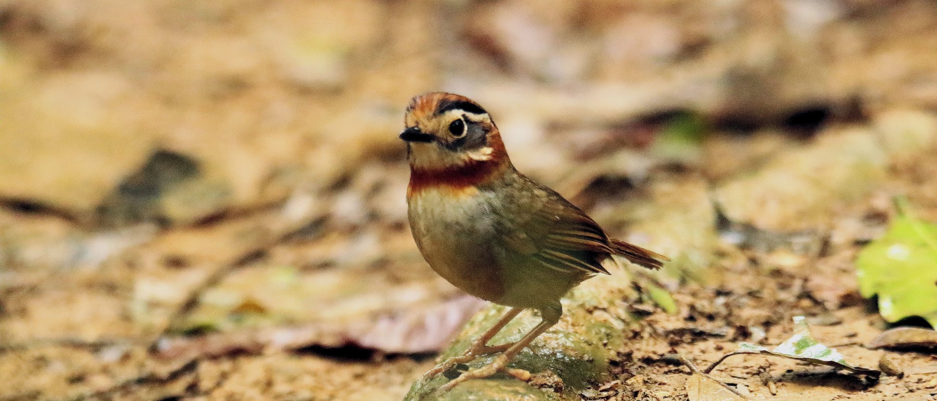 Rufous-throated Partridge