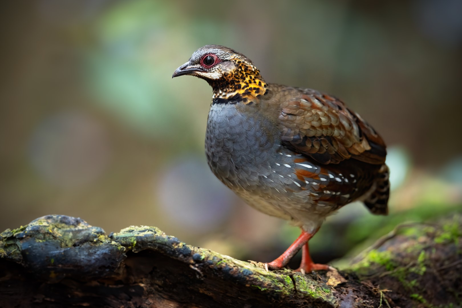 Rufous-throated Partridge
