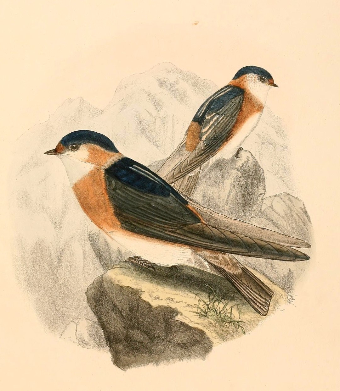 Rufous-throated Swallow
