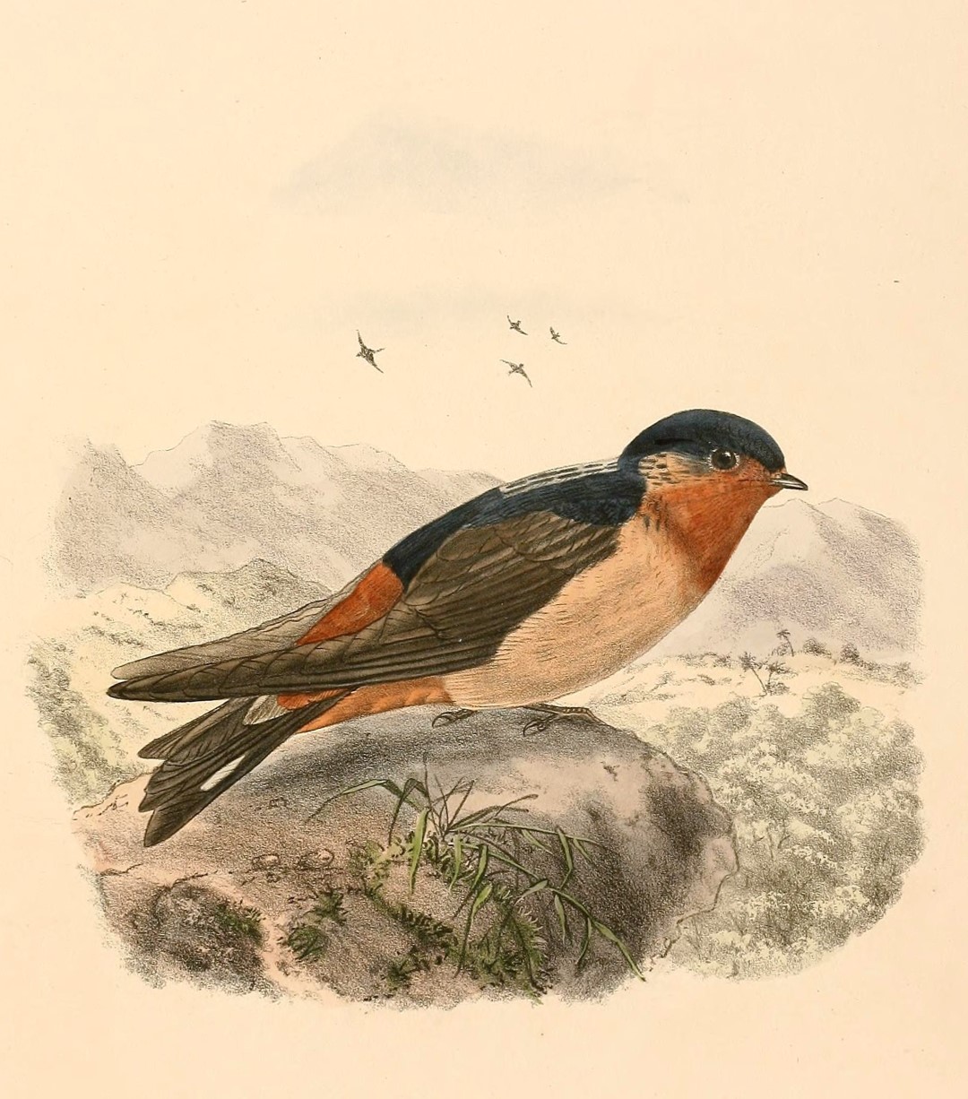 Rufous-throated Swallow