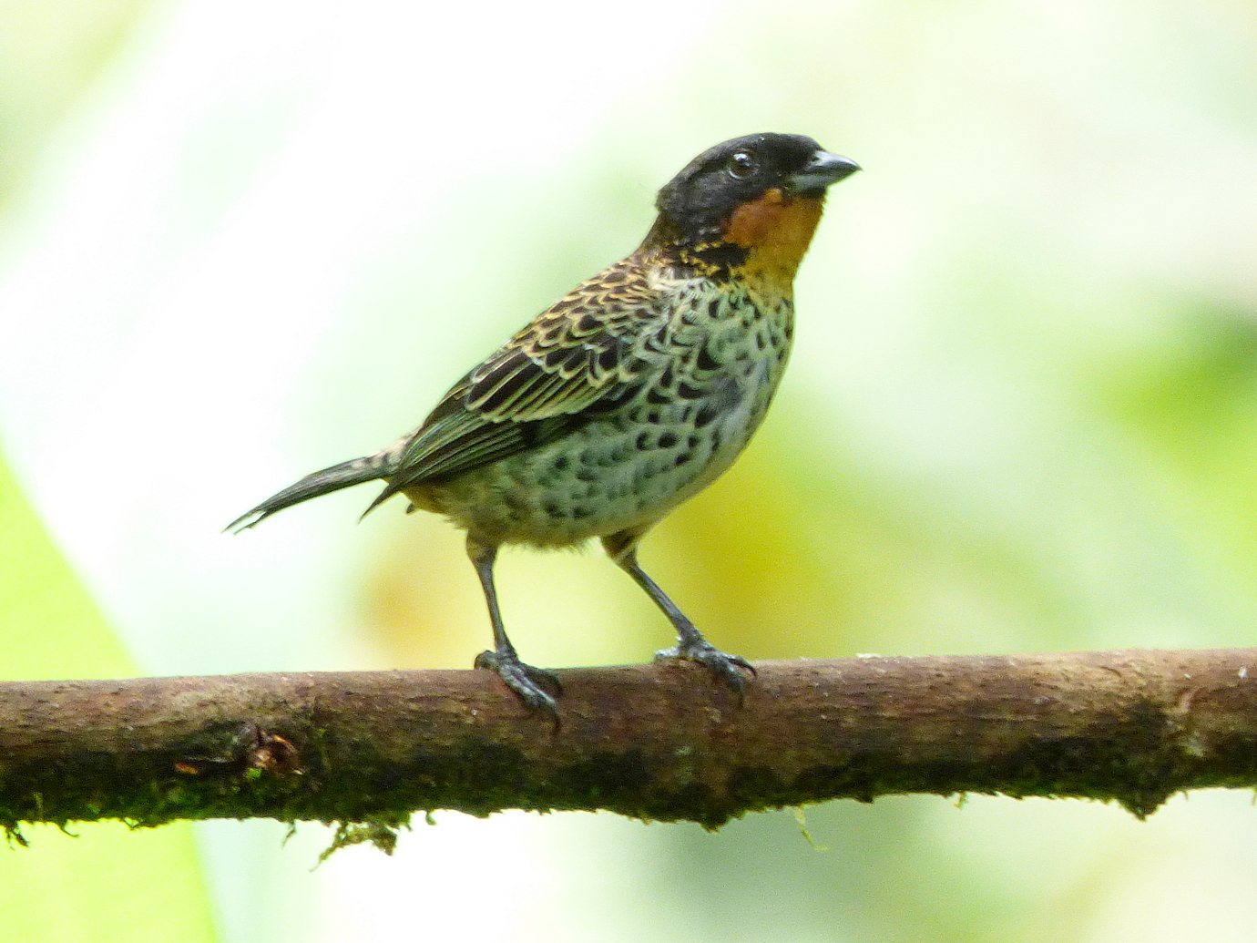 Rufous-throated Tanager