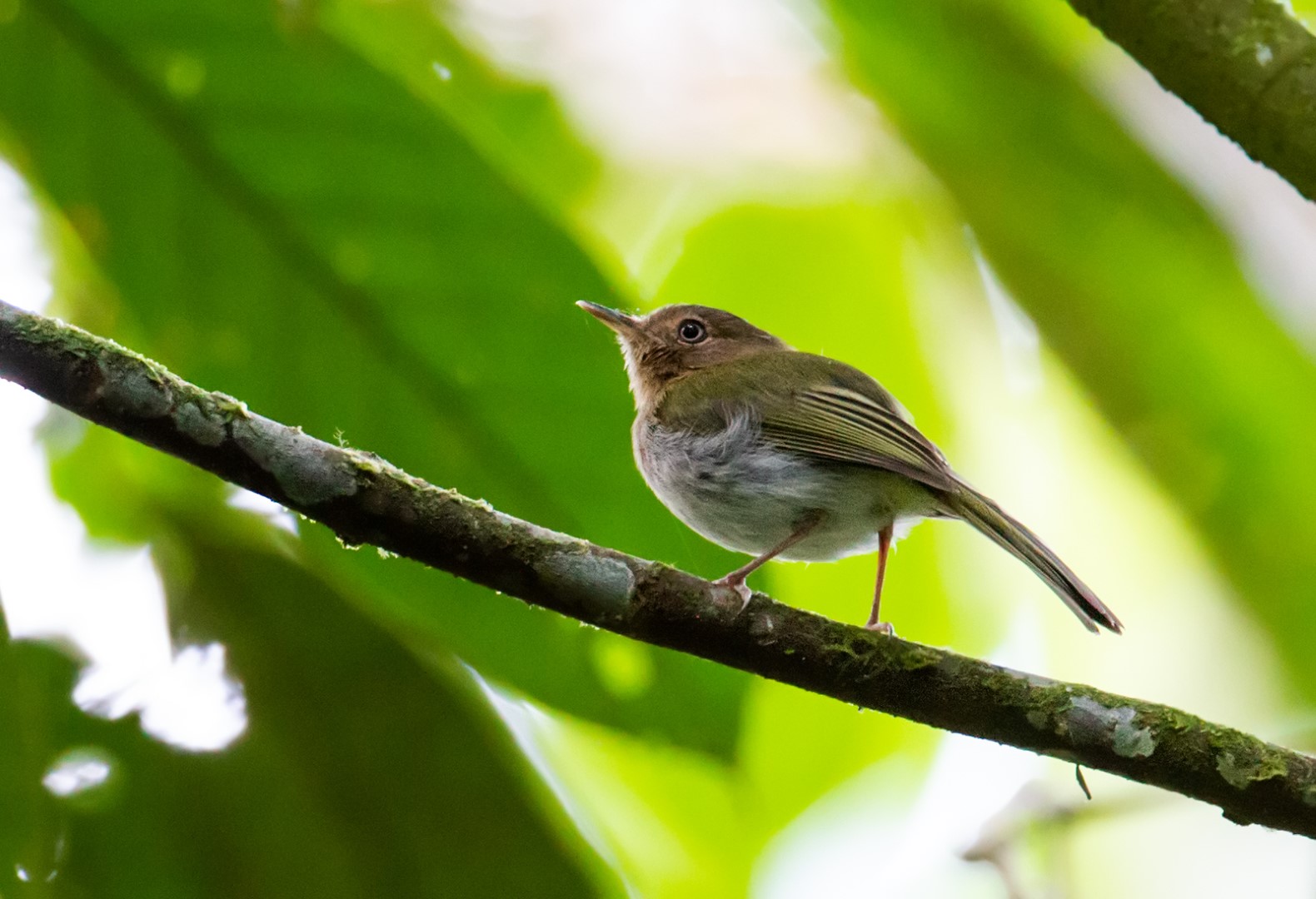 Rufous-throated Tody-Tyrant