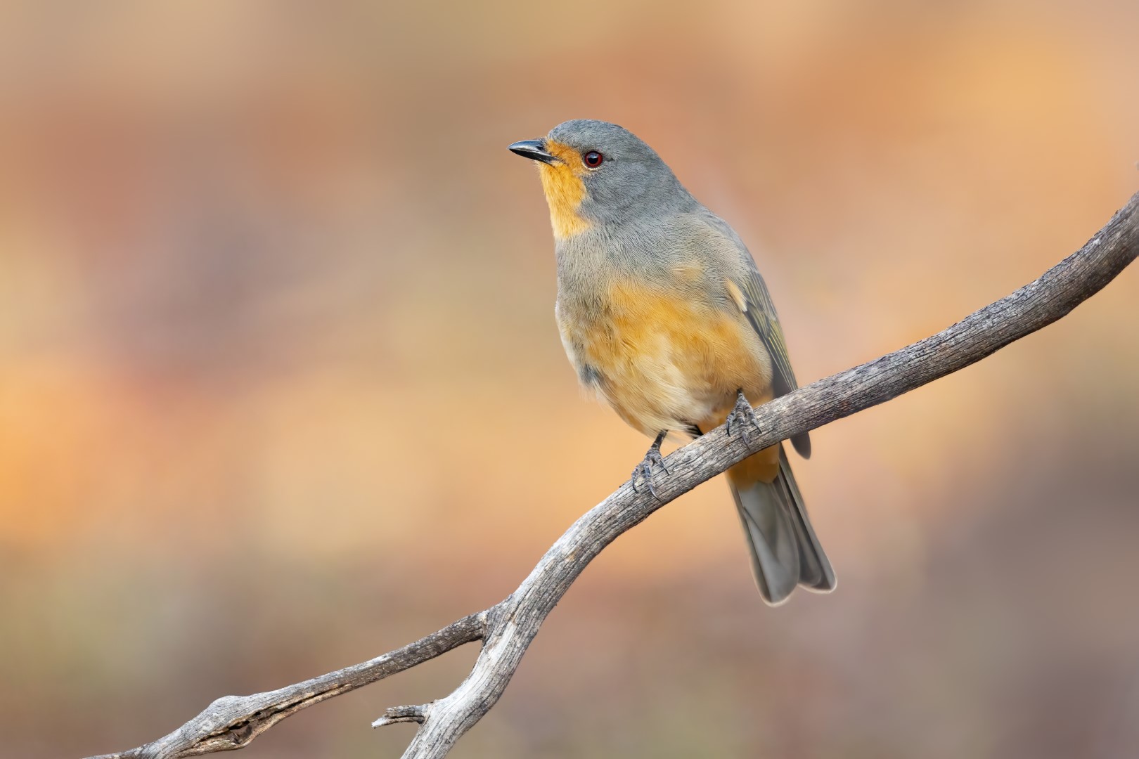 Rufous-throated Whistler