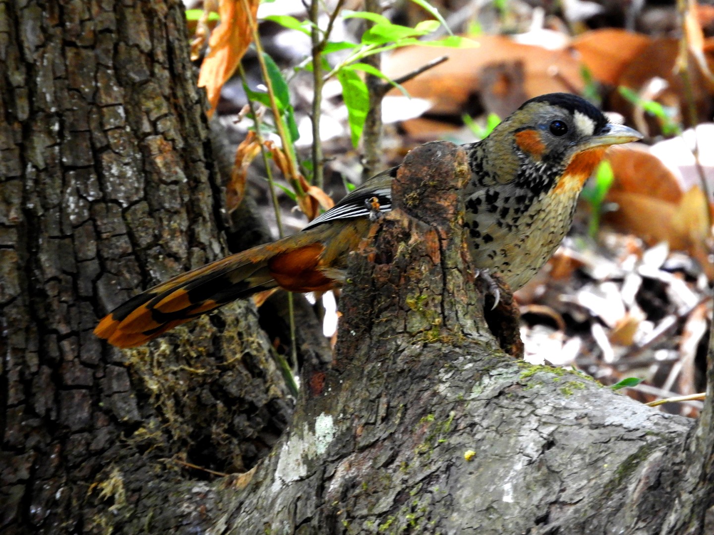 Rufous-throated Wren-babbler