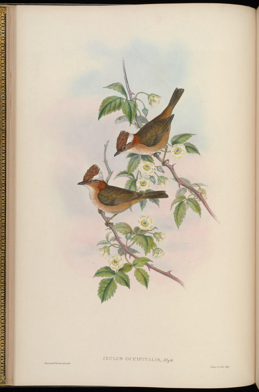 Rufous-throated Yuhina