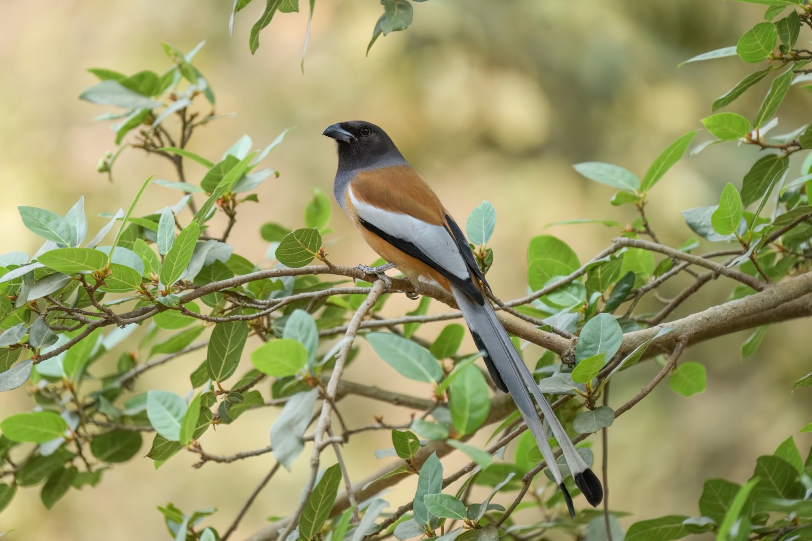 Rufous Treepie