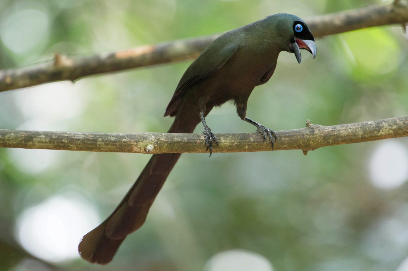 Rufous Treepie