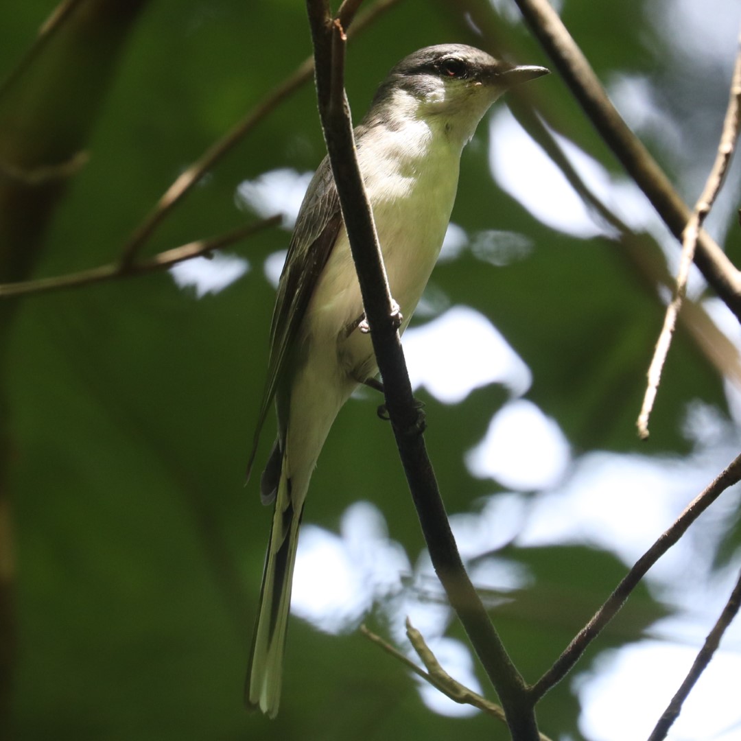 Rufous Treepie