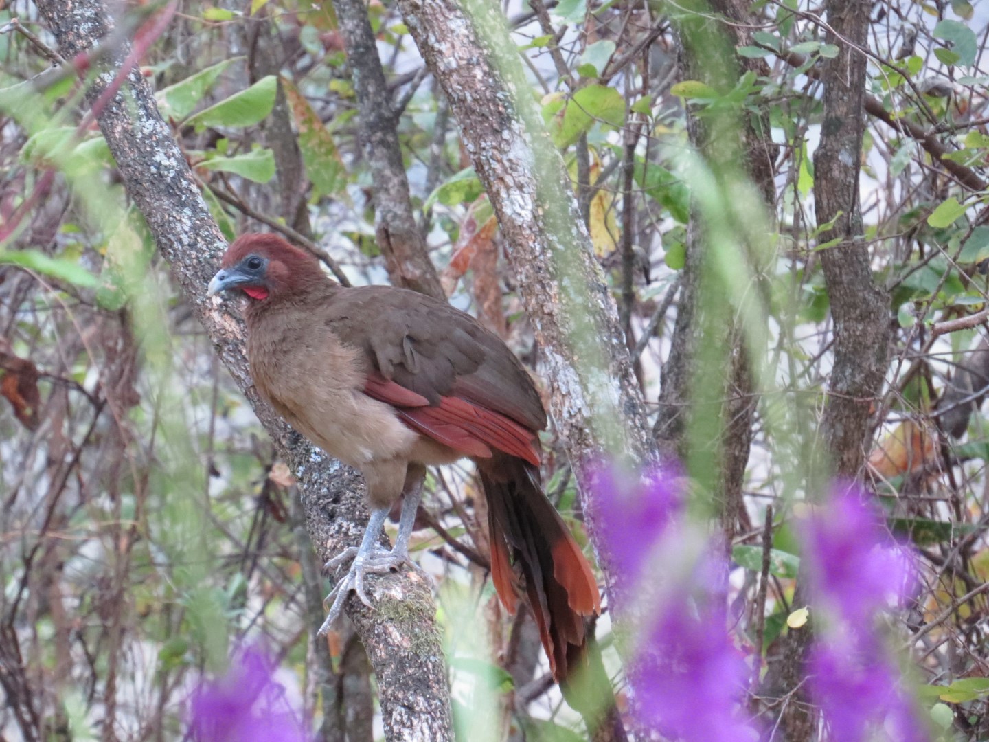 Rufous-vented Chachalaca