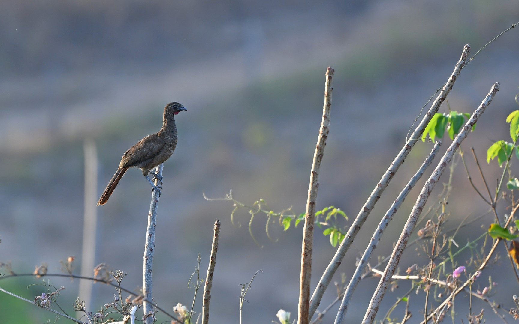 Rufous-vented Chachalaca