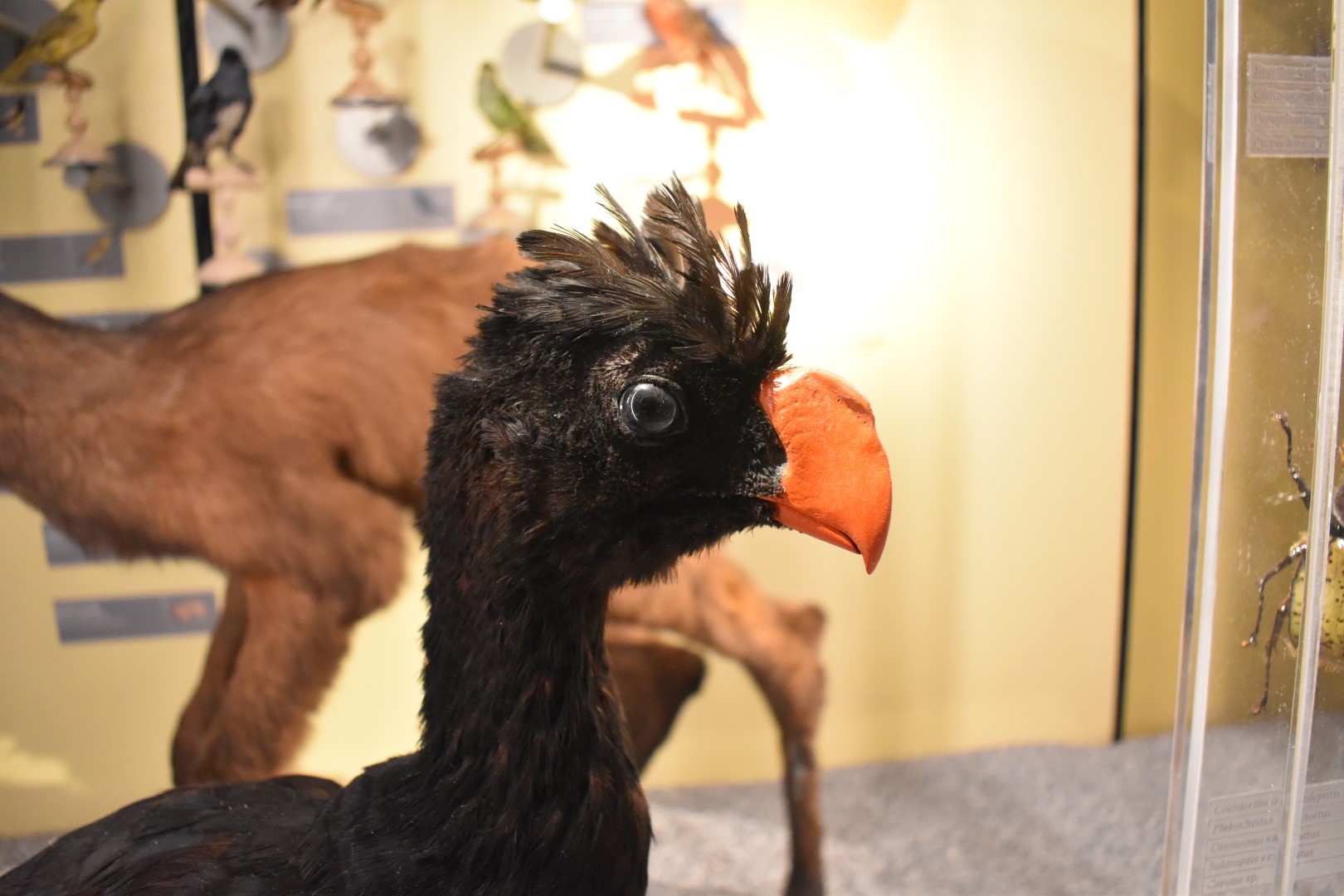 Rufous-vented Chachalaca