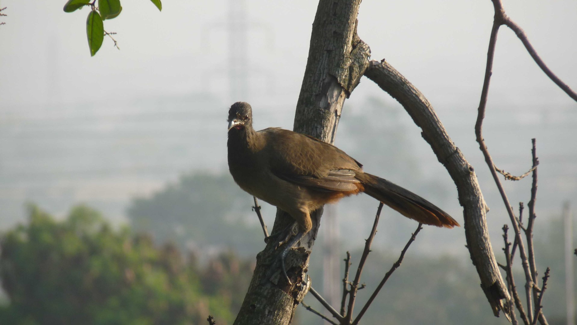 Rufous-vented Chachalaca