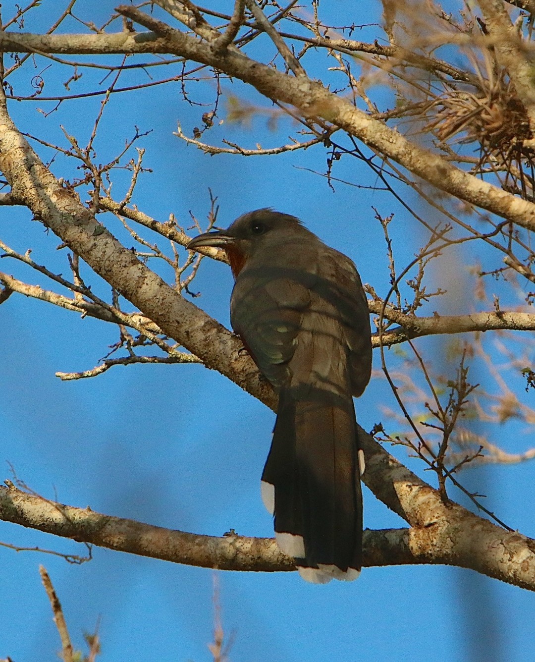 Rufous-vented Ground-Cuckoo