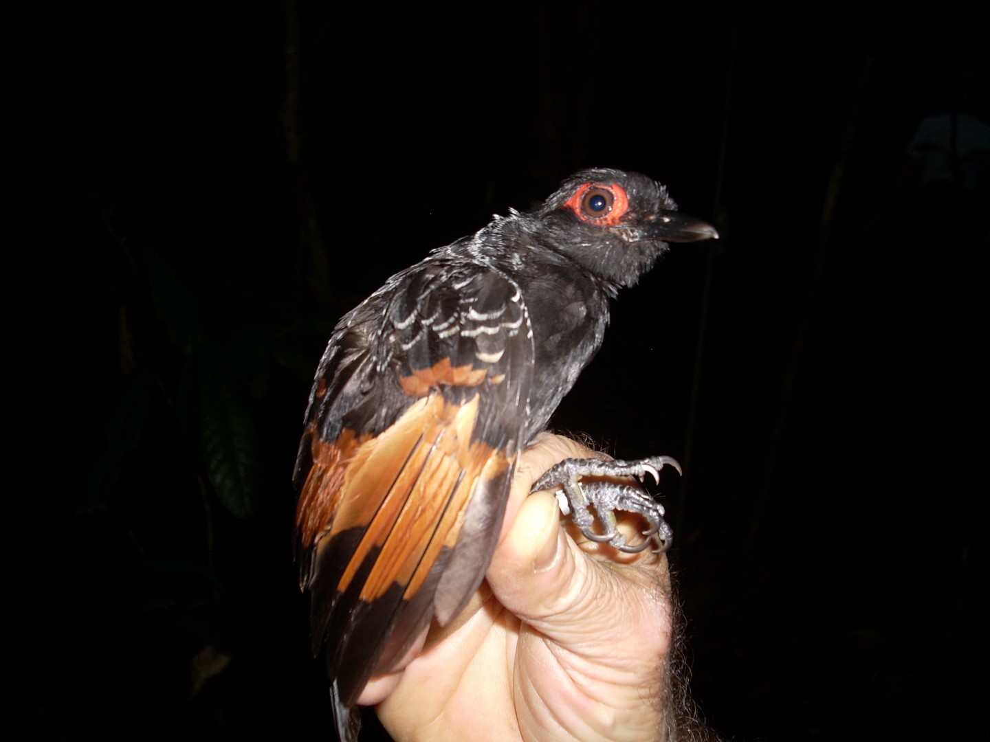 Rufous-vented Ground-Cuckoo