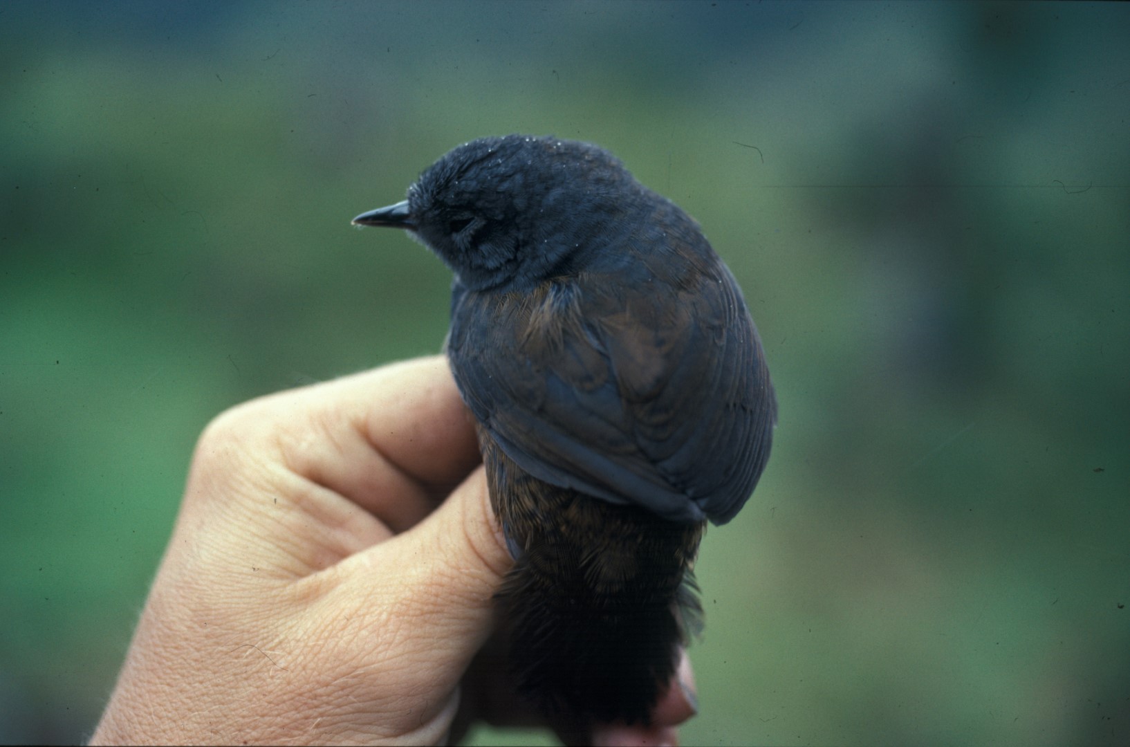 Rufous-vented Tapaculo