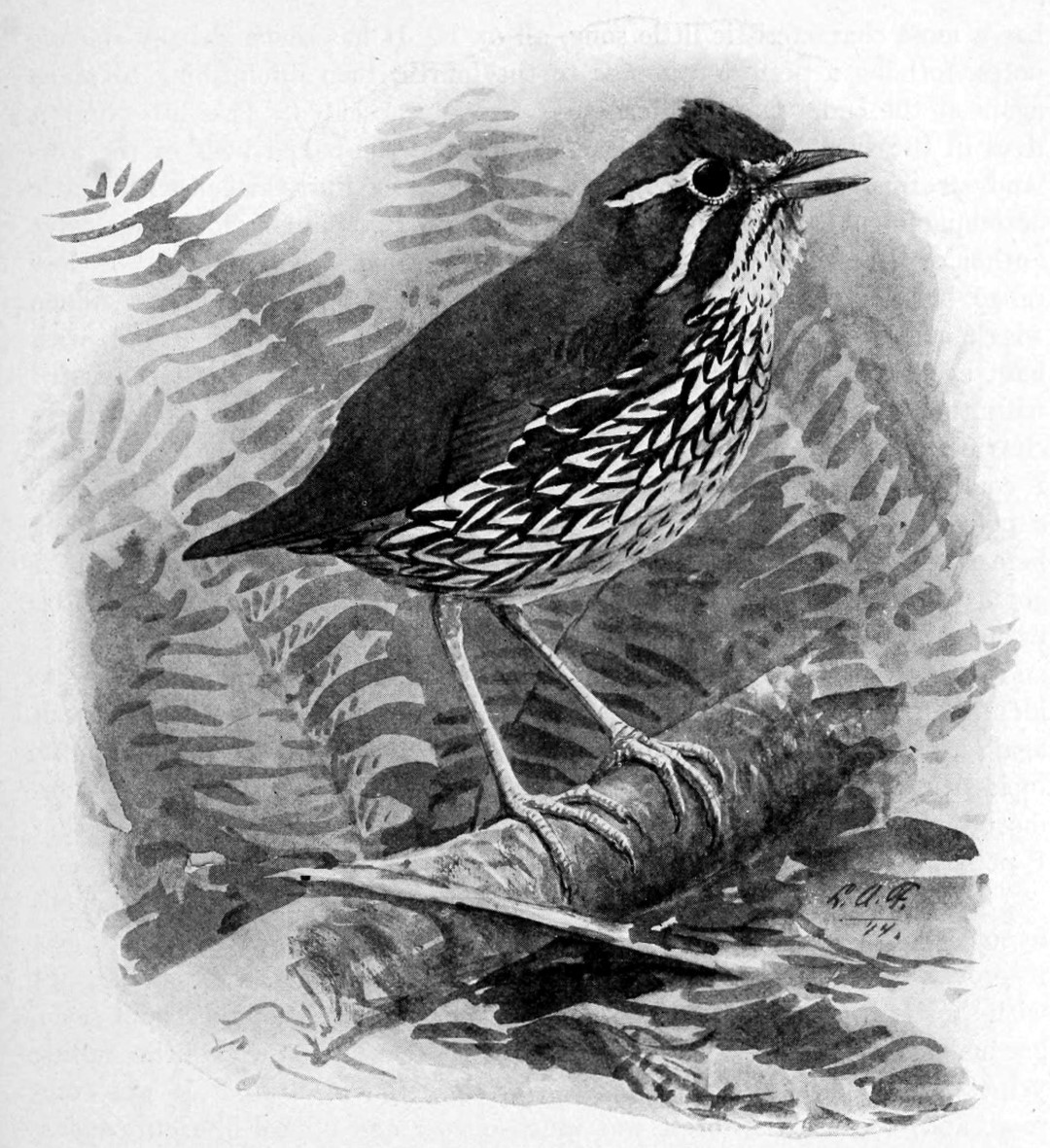 Rufous-vented Tapaculo