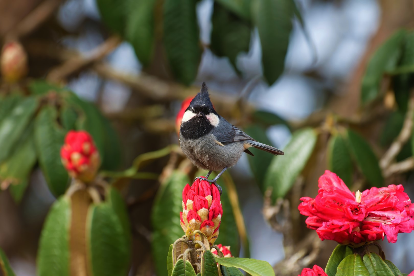 Rufous-vented Tit