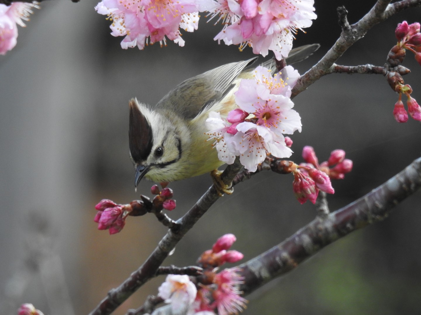 Rufous-vented Yuhina