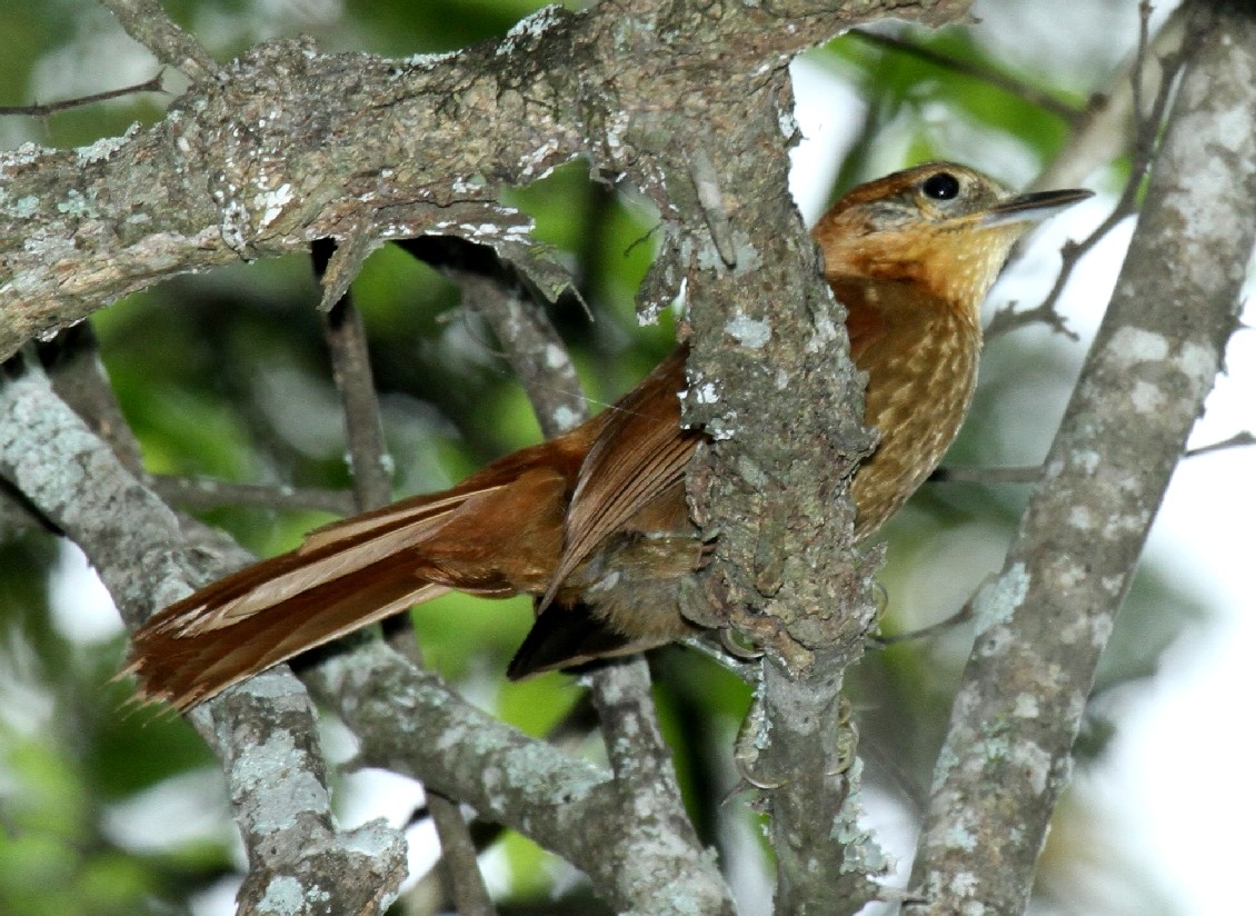 Rufous-webbed Brilliant