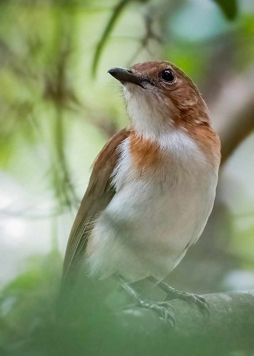 Rufous Whistler