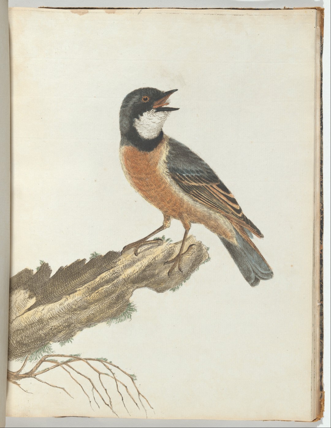 Rufous Whistler
