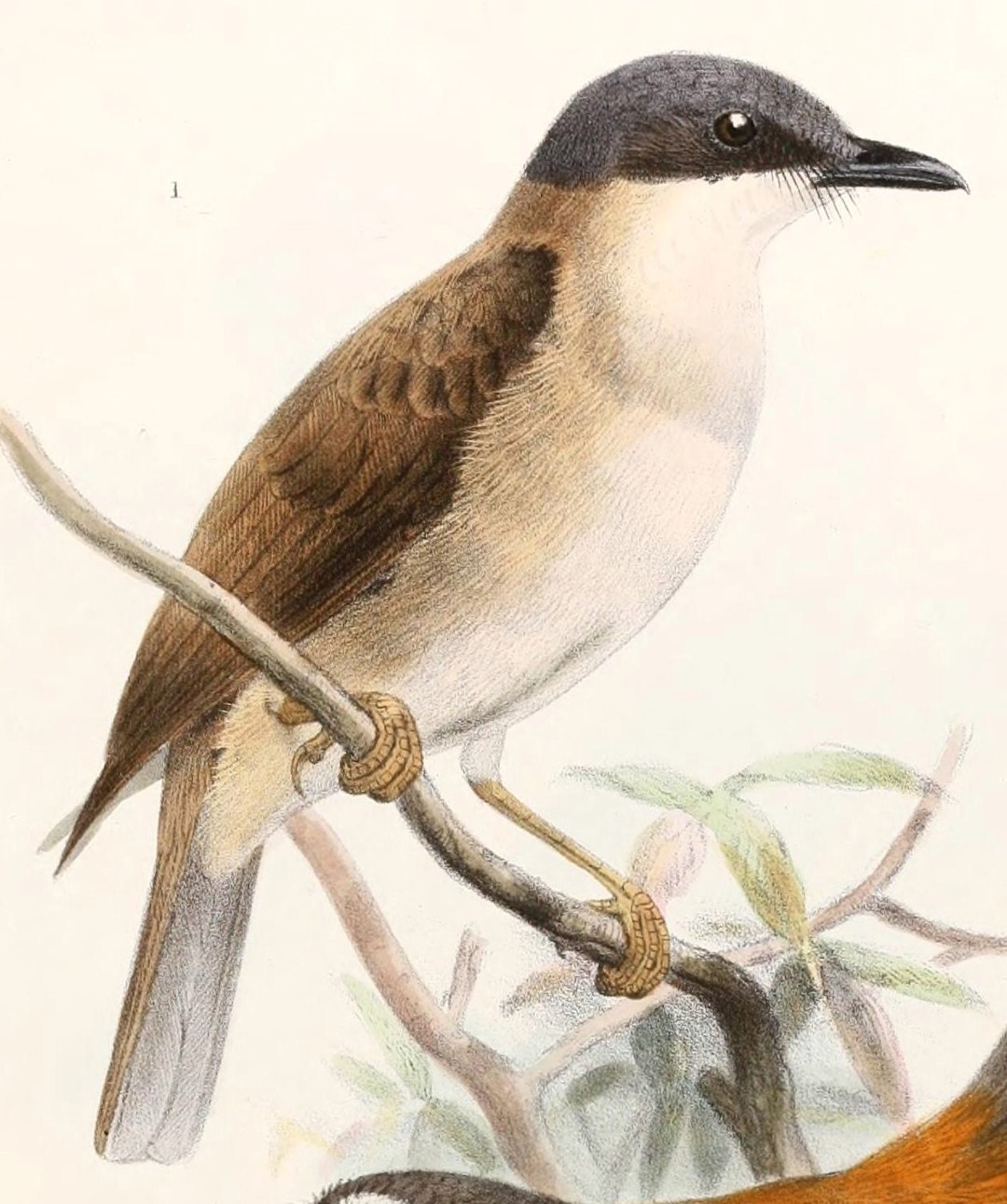 Rufous Whistler