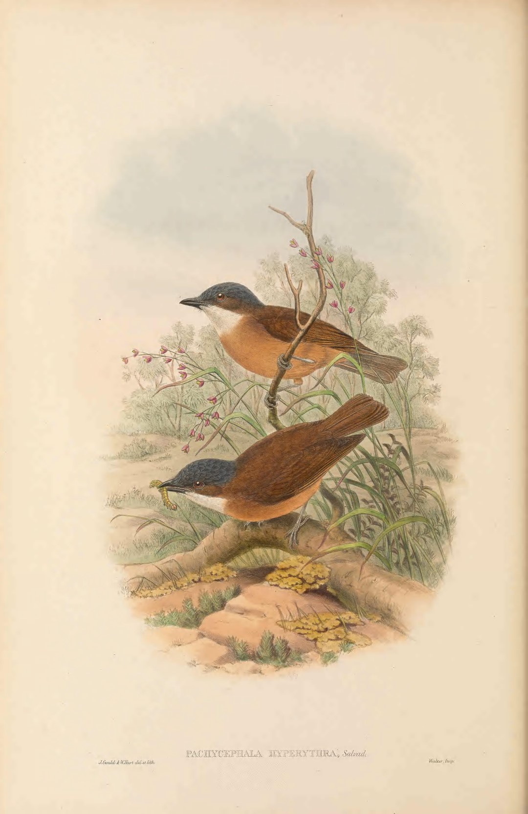 Rufous Whistler