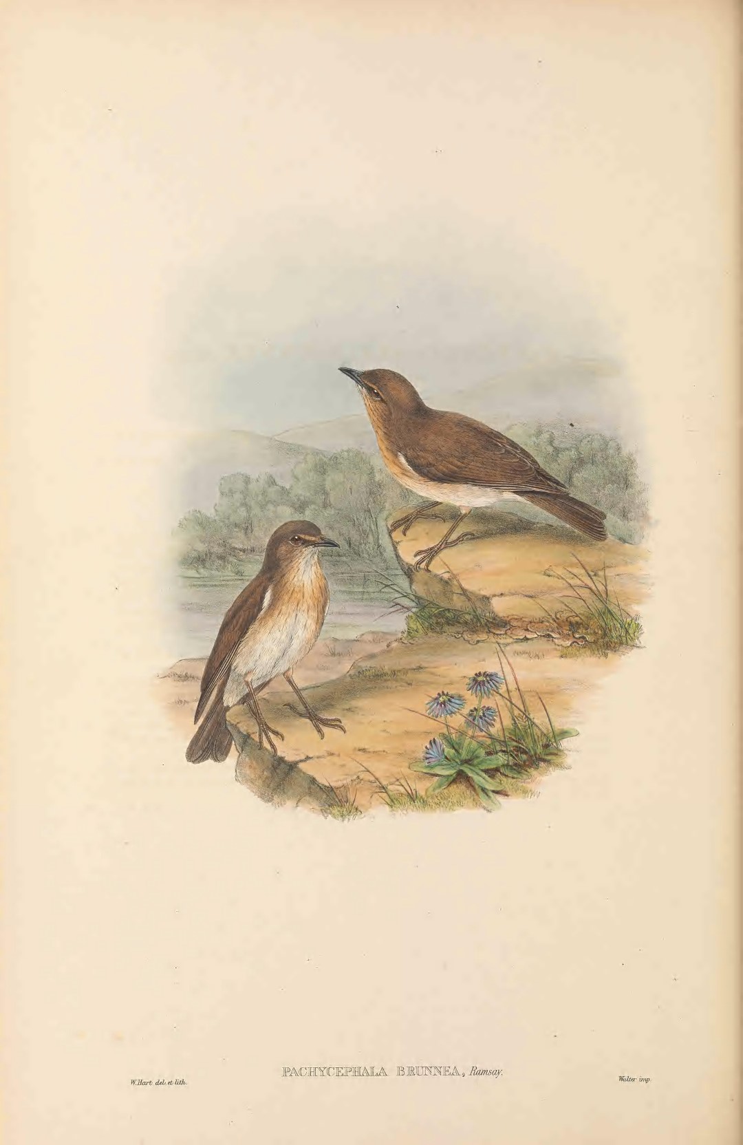 Rufous Whistler