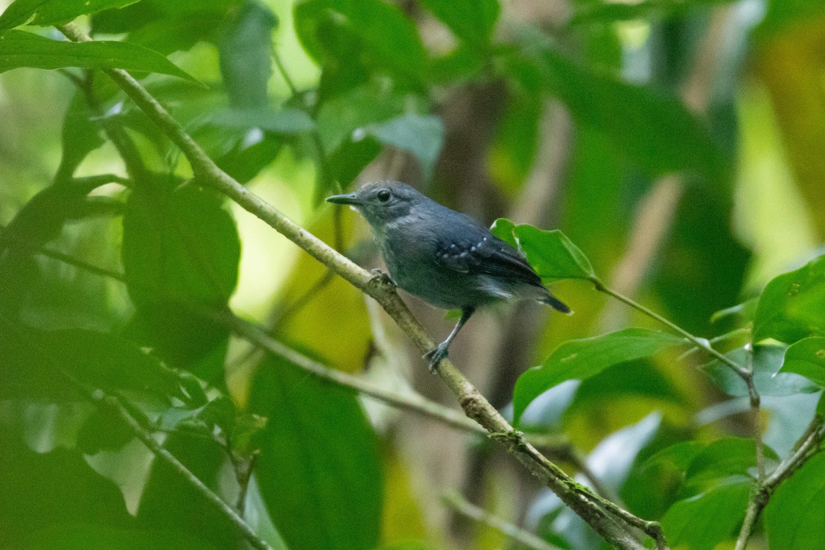 Rufous-winged Antwren
