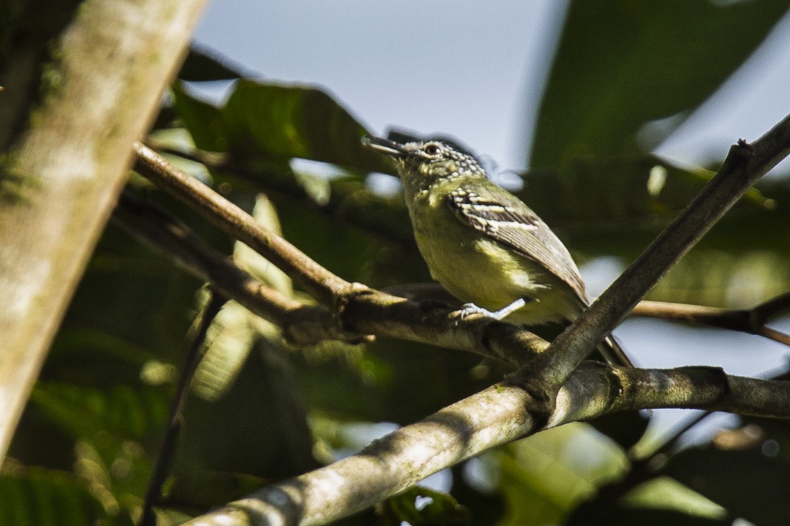 Rufous-winged Antwren