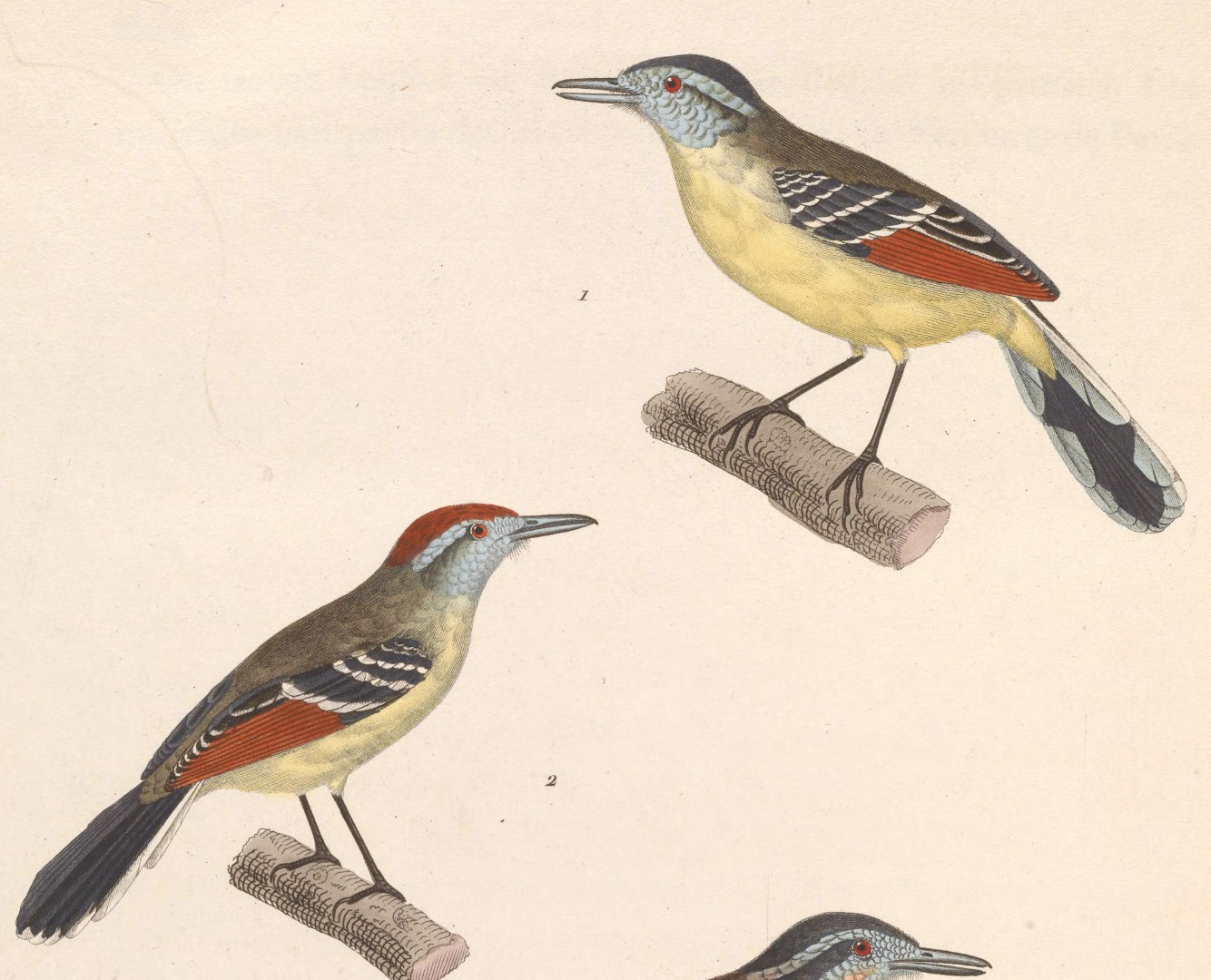 Rufous-winged Antwren