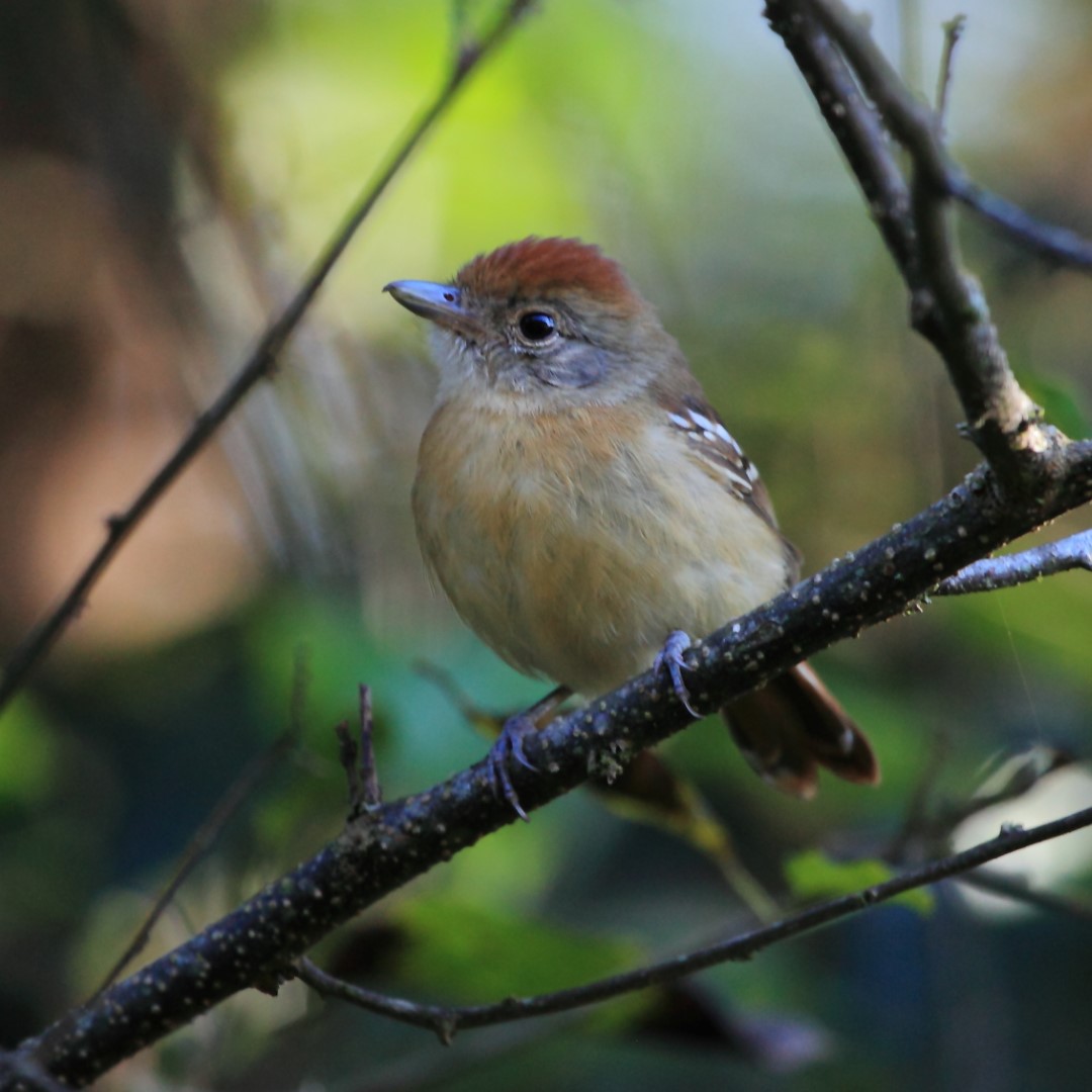 Rufous-winged Antwren