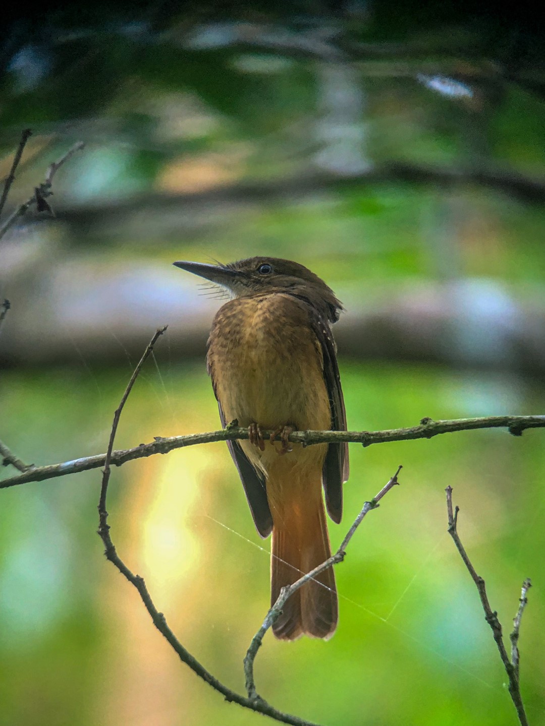 Rufous-winged Antwren