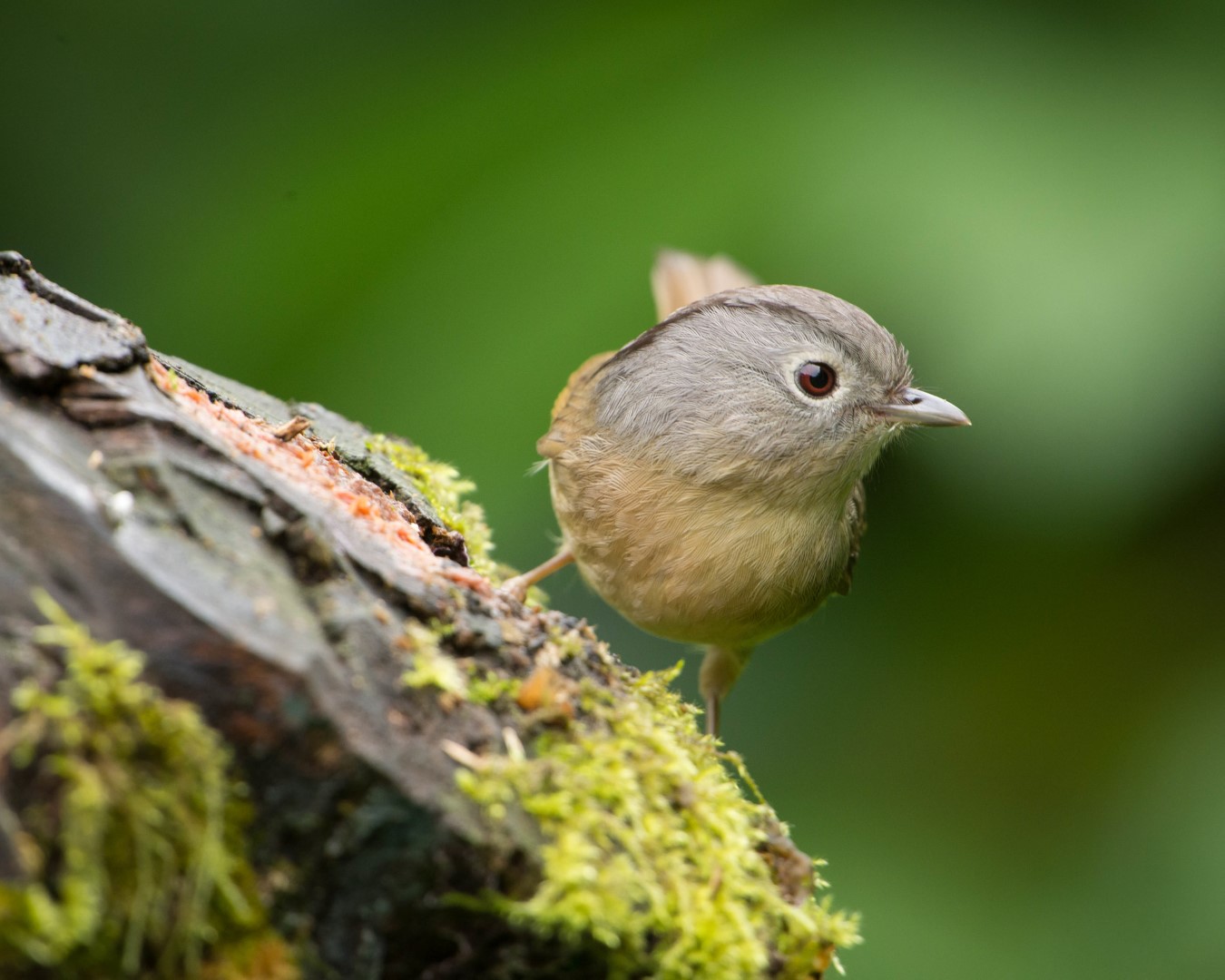 Rufous-winged Fulvetta
